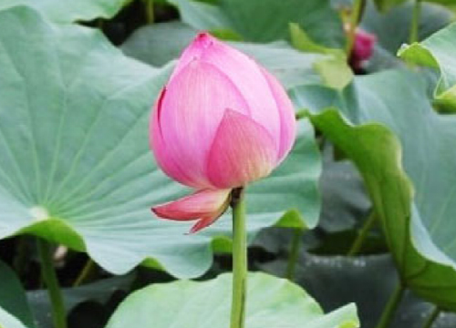 연꽃마당 체험사진1