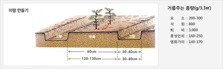 이랑 만들기 - 두둑 60cm일때 고랑 30-40cm /  두둑 120-130cm일때 고랑 30-40cm
거름주는 총량(g/3.3㎡) - 요소: 200-300 / 석회: 800 / 퇴비: 3,000 / 용성인비: 160-250 / 염화가리: 140-170