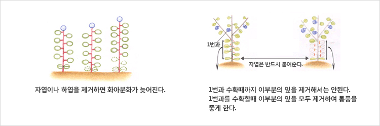 자엽이나 하엽을 제거하면 화아분화가 늦어진다. 1번과 1번과 수확때까지 이부분의 잎을 제거해서는 안된다. 자엽은 반드시 붙여준다. 1번과를 수확할때 이부분의 잎을 모두 제거하여 통풍을 좋게 한다.