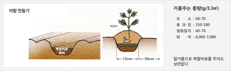 이랑 만들기 - 50cm정도의 이랑 / 15cm의 골
거름주는 총량(g/3.3㎡) - 요소: 60-70 / 용과린 : 150-180 / 염화칼리 : 60-70 / 퇴비 : 6,000-7,000 / 밑거름으로 복합비료를 주어도 상관없다.