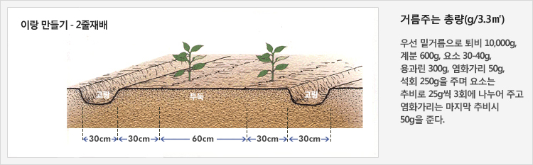 이랑 만들기- 2줄 재배
30cm의 고랑을 만들고 90~100cm의 두둑에 두줄 재배
거름주는 총량(g/3.3㎡) - 우선 밑거름으로 퇴비 10,000g, 계분 600g, 요소 30-40g, 용과린 300g, 염화가리 50g, 석회 250g을 주며 요소는 추비로 25g씩 3회에 나누어 주고 염화가리는 마지막 추비시 50g을 준다.