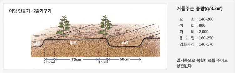 이랑 만들기- 2줄가꾸기
60cm의 고랑을 만들고 90~100cm의 두둑에 두줄 재배
거름주는 총량(g/3.3㎡) - 요소: 140-200, 석회: 800, 퇴비: 2,000, 용과린: 160-250, 염화가리: 140-170, 밑거름으로 복합비료를 주어도 상관없다.