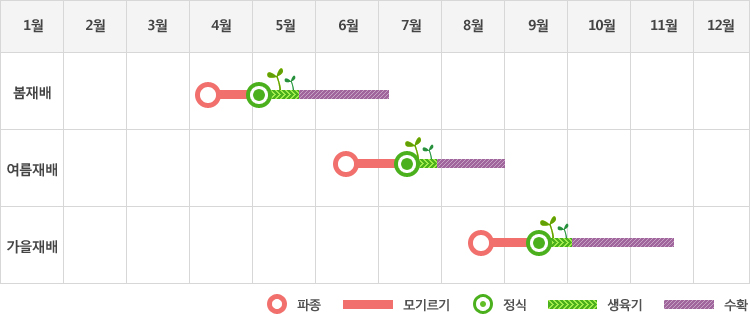 상추는 봄재배시 4월에 파종하여 5월에 정식하고 생육기를 거처 5월말부터 7월초까지 수확
여름재배시 6월중순에 파종하여 7월중순에 정식하고 생육기를 거처 8월부터 9월초까지 수확
가을재배시 8월중순말에 파종하여 9월중순에 정식하고 생육기를 거처 10월초부터 11월중순까지 수확