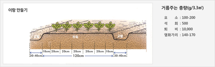 이랑 만들기 - 30cm~40cm의 고랑을 만들고 120cm의 두둑에 재배
거름주는 총량(g/3.3㎡) - 요소 : 100-200, 석회 : 500, 퇴비 : 10,000, 염화가리 : 140-170