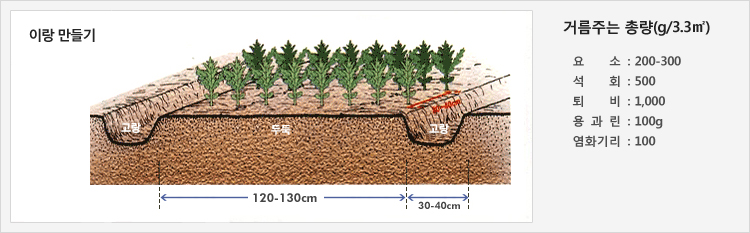이랑 만들기 - 30-40cm의 고랑을 만들고 120-130cm의 두둑에 재배
거름주는 총량(g/3.3㎡) - 요소 : 200-300, 석회 : 500, 퇴비 : 1,000, 용과린 : 100g, 염화기리 : 100