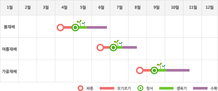 엔디브는 봄재배시 4월초에 파종하여 5월초에 정식하고 생육기를 거처 5월말부터 6월말까지 수확
여름재배시 6월중순에 파종하여 7월초에 정식하고 생육기를 거처 7월말에서부터 8월중순까지 수확
가을재배시 8월말에 파종하여 9월중순에 정식하고 생육기를 거쳐 10월초부터 11월중순까지 수확