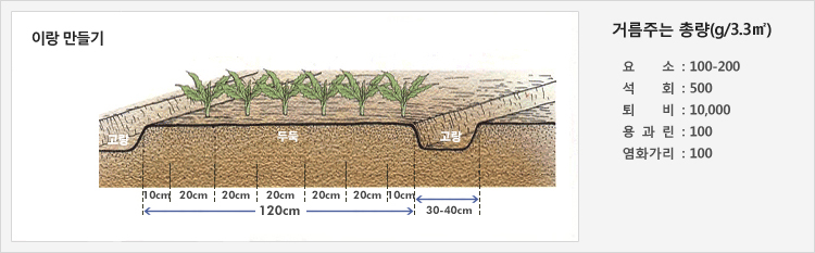 이랑 만들기 - 30-40cm의 고랑을 만들고 120cm의 두둑에 재배
거름주는 총량(g/3.3㎡) - 요소: 100-200, 석회: 500, 퇴비: 10,000, 용과린: 100, 염화가리: 100