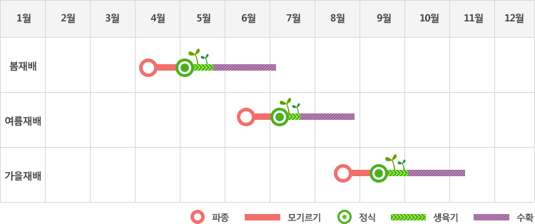 쌈용채소는 봄재배시 4월초에 파종하여 5월초에 정식하고 생육기를 거처 5월말부터 7월초까지 수확
여름재배시 6월중순에 파종하여 7월초에 정식하고 생육기를 거처 7월말에서부터 8월말까지 수확
가을재배시 8월말에 파종하여 9월중순에 정식하고 생육기를 거쳐 10월초부터 11월중순까지 수확