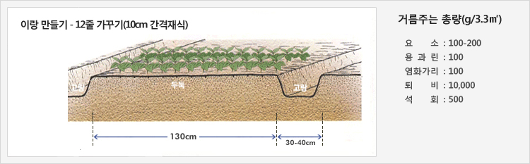이랑 만들기-12줄 가꾸기(10cm 간격재식) - 30-40cm의 고랑을 만들고 130cm의 두둑에 재배
거름주는 총량(g/3.3㎡) - 요소: 100-200, 용과린: 100, 염화가리: 100, 퇴비: 10,000, 석회: 500