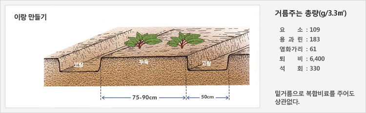 이랑 만들기 - 50cm의 고랑을 만들고 75~90cm의 두둑에 재배
거름주는 총량(g/3.3㎡) - 요소: 109, 용과린: 183, 염화가리: 61, 퇴비: 6,400, 석회: 330, 밑거름으로 복합비료를 주어도 상관없다.