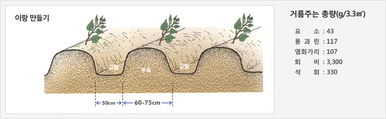 이랑 만들기 - 50cm의 고랑을 만들고 60~75cm의 두둑에 재배
거름주는 총량(g/3.3㎡) - 요소: 43, 용과린: 117, 염화가리: 107, 퇴비: 3,300, 석회: 330