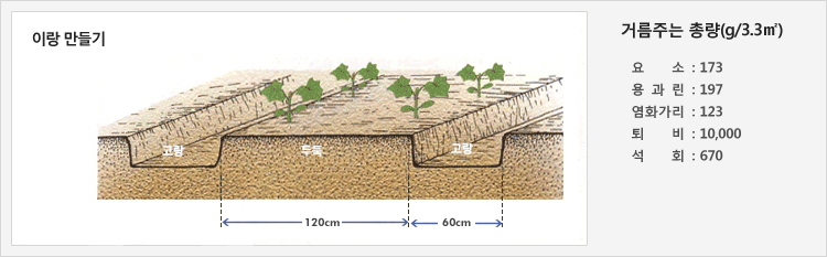 이랑 만들기 - 60cm의 고랑을 만들고 120cm의 두둑에 재배
거름주는 총량(g/3.3㎡) - 요소: 173, 용과린: 197, 염화가리: 123, 퇴비: 10,000, 석회: 670