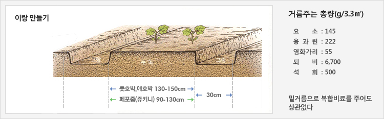 이랑 만들기 - 30cm의 고랑을 만들고 풋호박,애호박 130-150cm, 페포줌(쥬키니) 90-130cm 두둑에 재배
거름주는 총량(g/3.3㎡) - 요소 : 145, 용과린 : 222, 염화가리 :  55, 퇴비 : 6,700, 석회 :  500, 밑거름으로 복합비료를 주어도 상관없다 