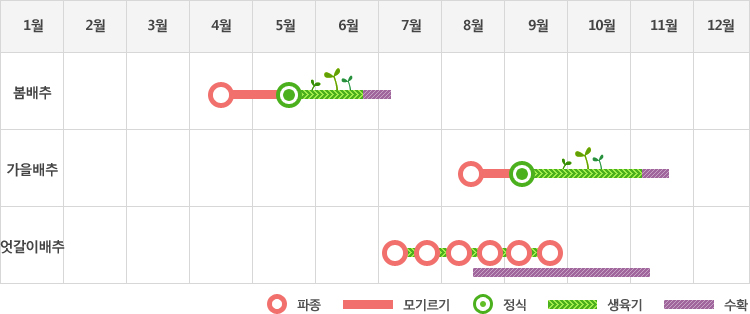 배추는 봄배추재배시 4월중순에 파종하여 5월말 정식하고 생육기를 거쳐 6월말에서 7월초에 수확
가을배추재배시 8월중순에 파종하여 9월초 정식하고 생육기를 거쳐 10월초중순에 수확
엇갈이배추재배시 7월초부터 9월말까지 파종하여 8월중순부터 11월중순까지 수확