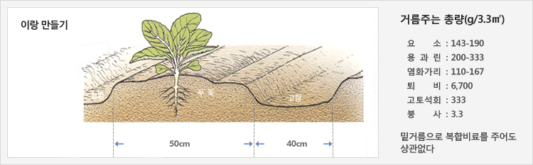 이랑 만들기 - 고랑 40cm를 만들고 두둑 50cm에 재배
거름주는 총량(g/3.3㎡) - 요소 : 143-190, 용과린 : 200-333, 염화가리 : 110-167, 퇴비 : 6,700, 고토석회 : 333, 붕사 : 3.3, 밑거름으로 복합비료를 주어도 상관없다.