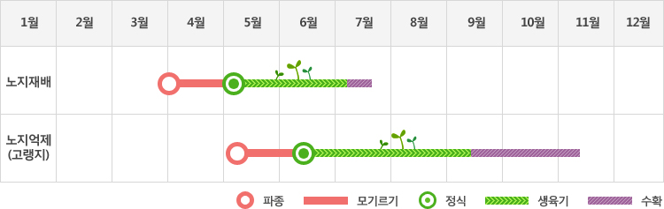 케일은 노지재배시 3월말에 파종하여 5월초에 정식하고 생육기를 거쳐 7월초중순에 수확
노지억제(고랭지)재배시 5월초에 파종하여 6월중순에 정식하고 생육기를 거쳐 9월중순에서부터 11월중순에 수확