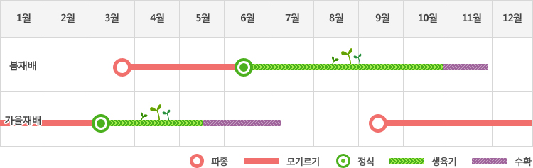 파는 봄재배시 3월말에 파종하여 6월중순에 정식하고 생육기를 거쳐 11월에 수확
가을재배시 9월중순에 파종하여 이듬해 3월초에 정식하고 생육시를 거쳐 5월중순에서부터 7월초에 수확