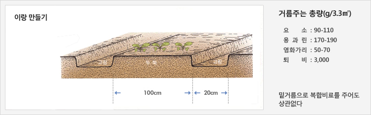 이랑 만들기 - 고랑 20cm를 만들고 두둑 100cm에 재배
거름주는 총량(g/3.3㎡) - 요소 : 90-110, 용과린 : 170-190, 염화가리 : 50-70, 퇴비 : 3,000, 밑거름으로 복합비료를 주어도 상관없다.