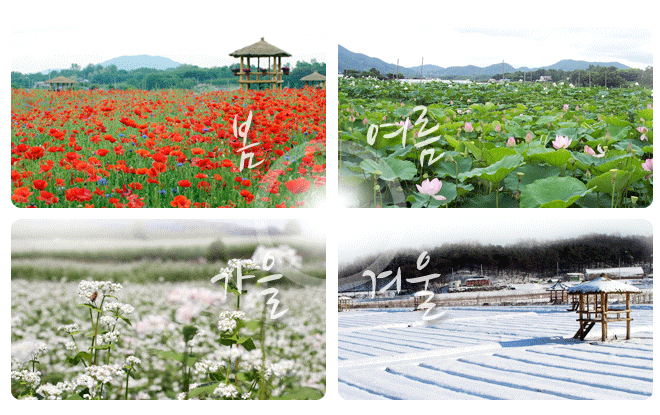경관농업단지의 봄, 여름, 가을, 겨울 사진