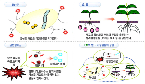 유산균:해로운 미생물들을 억제한다.효모: 세포의 활성화와 뿌리의 분화를 촉진하는 생리활성물질(호로몬,효소 등)을 생산한다. 광합성세균: 암모니아,황화수소등의 해로운 가스를 기질로 하여 악취 없는 물질로 변화시킨다. EM의 힘! - 미생물들을 공생