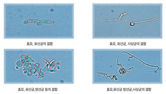 서로 다른 미생물들의 공생1 : 효모, 유산균의 결합 > 효모, 유산균, 사상균의 결합 > 효모,유산균,방선균 등의 결합 > 효모,유산균 방선균,사상균의 결합