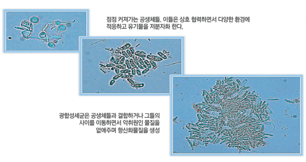 서로다른 미생물들의 공생2 : 점점커져가는 공생체들. 이들은 상호협혁하면서 다양한 환경에 적응하고 유기물을 저분자화 한다. > 광합성세균은 공생체들과 결합하거나 그들의 사이를 이동하면서 악취원인 물질을 없애주며 항산화물질을 생성.