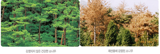 감염되지 않은 건강한 소나무, 재선충에 감연된 소나무 사진